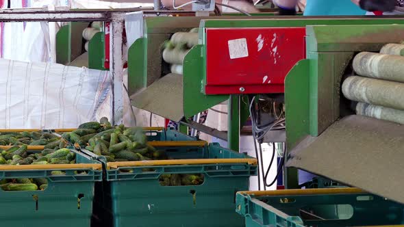 Cucumbers for pickling in the production plant