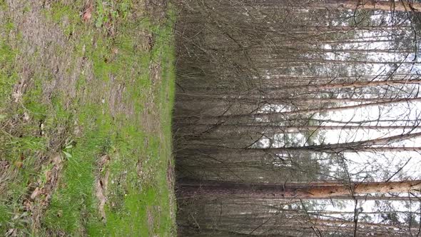 Vertical Video of a Road in the Forest Slow Motion