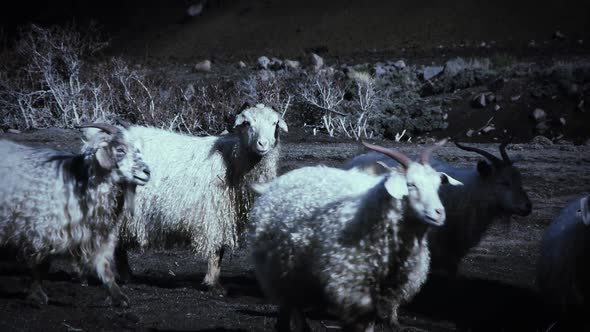 Flock of Sheep Grazing in the Mountain.