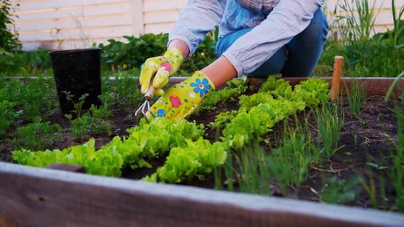 Woman Gardener in Gloves Working in the Garden in the Backyard Agrarian Life