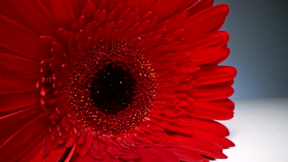 Zoom Of Red Gerbera Head