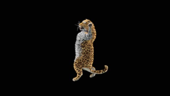 75 Leopard Standing Magic Attack HD