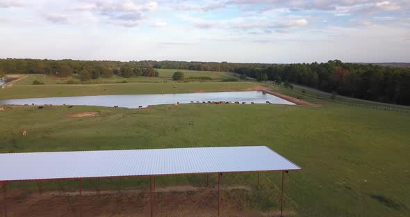 Golden hour drone shot of cows at a dairy farm