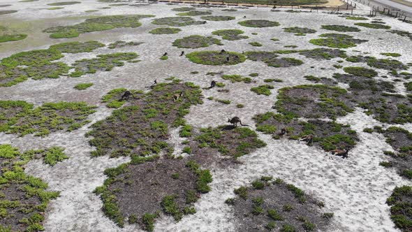 Aerial View of Kangaroos