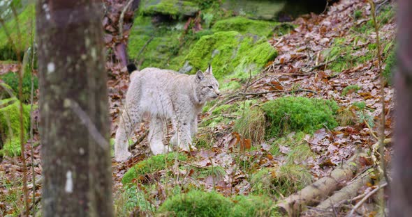 European Lynx Cub Walking in the Forest