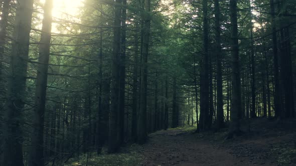 Forest Mystical Mist Beautiful Sun Green Rain Dark Wood Story