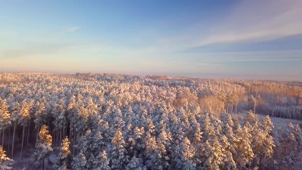 AERIAL with Beautiful Winter Forest