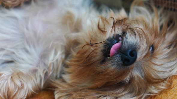 Funny dog breed yoksher terrier sleeps lying on his back with his eyes closed. fluffy domestic dog s