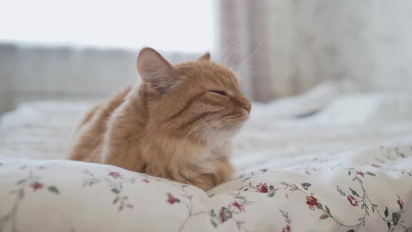 Cute Ginger Cat Lying in Bed. Morning Bedtime in Cozy Home. Fluffy Pet Dozing on Blanket.