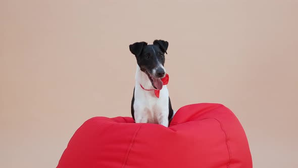 Charming Smooth Fox Terrier Posing in the Studio on a Light Brown Background