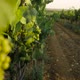 Fresh Grape on the Vineyard - VideoHive Item for Sale