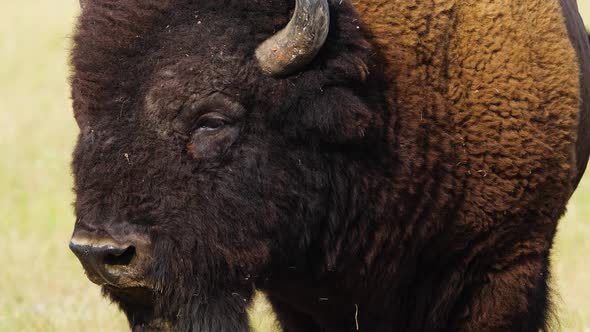 Wild Bison in the Meadow Portrait of American Bison Protection of Nature Concept