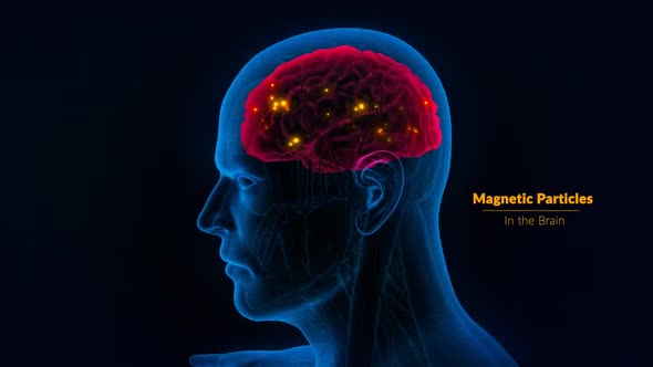 Magnetic Particles In The Brain