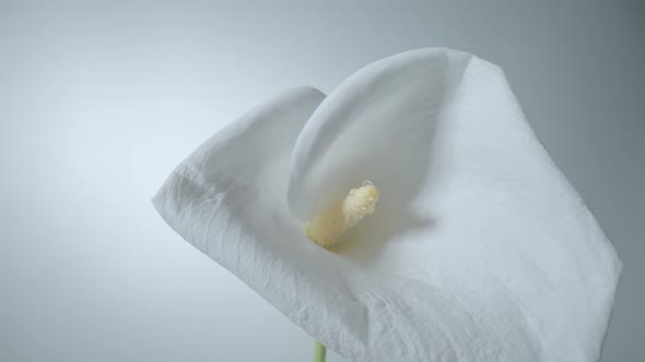 Single White Calla Flower on Stem on White Background