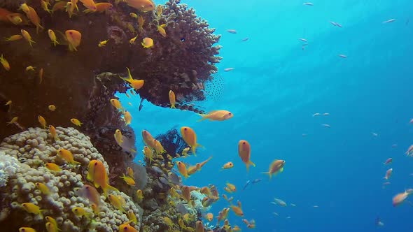 Colorful Seascape and Lionfish