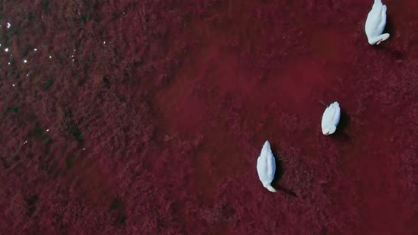 Aerial Slow Motion Above Top View of Beautiful Wild White Swans in Pink Red Salt Lake Waters Lot of