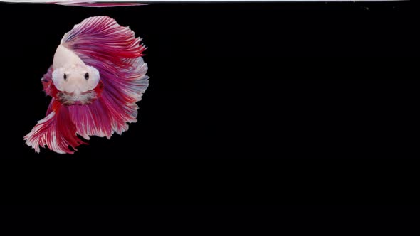 Siamese fighting fish (Betta splendens)