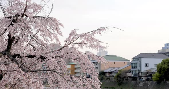 The Best Cherry Blossom in Kyoto