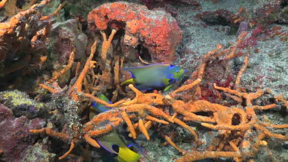 Two Queen angelfish (Holacanthus ciliaris) on colorful coral reef Cozumel Caribbean Sea Mexico