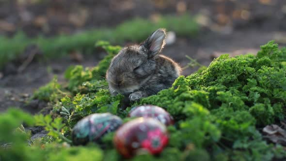 Brown Easter Bunny Eating a Dandelion Sitting Near Easter Eggs Green Grass with Dandelions