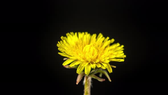 Dandelion Blossom Timelapse on Black