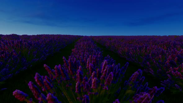 Time Lapse Of Sunrise Over A Field Of Lavender