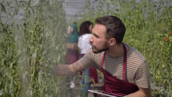 Young Farm Worker Examining Tomatoes in Greenhouse