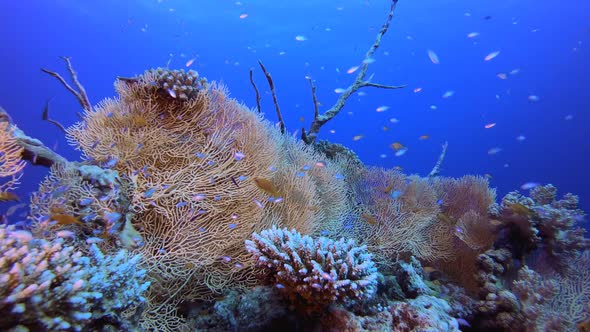 Underwater Sea Coral Tropical Reef