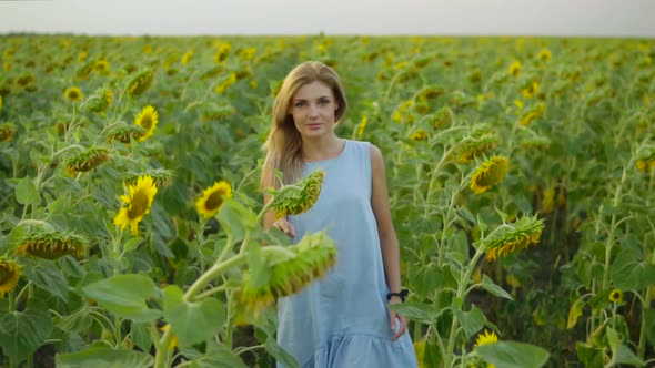 Portrait of a Young Woman in a Blue Dress Walking in the Sunflower Field Looking in the Camera