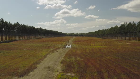 Low angle aerial flying through field between blueberry rows