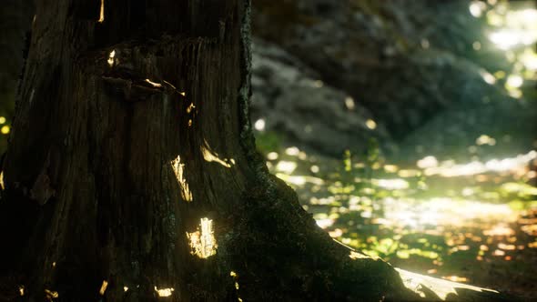 Sunlight Rays Pour Through Leaves in a Rainforest