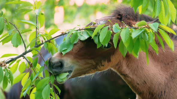 The Foal Eats Leaves and Fruits on the Tree