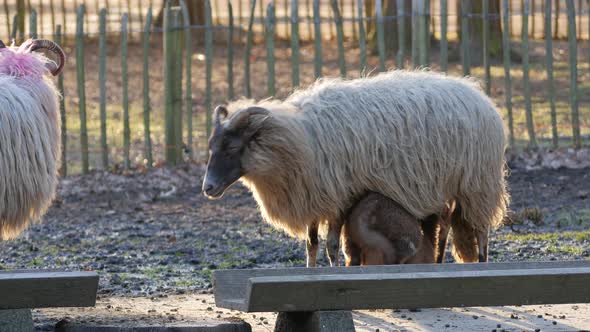 Sheep and Lambs in spring season, new life