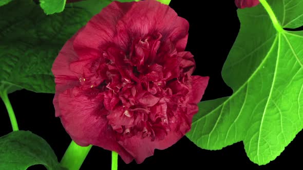 Time-lapse of blooming red filled mallow flower