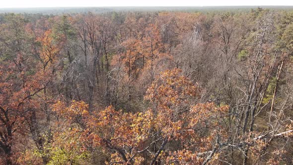 Nature of Ukraine  Forest Landscape Aerial View