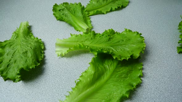 Lettuce Leaves