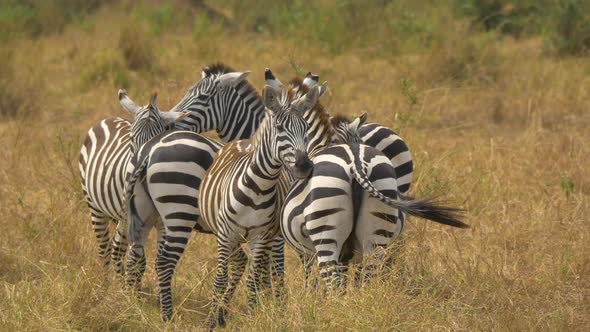 Zebras huddled in a group