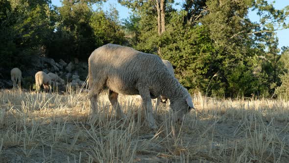 Sheep Grazing Pasture