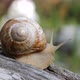 Snail 3 - VideoHive Item for Sale