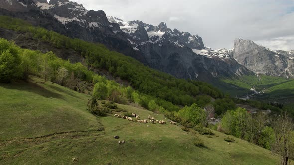 Heard of sheep grazing on meadow in mountains, alpine panorama