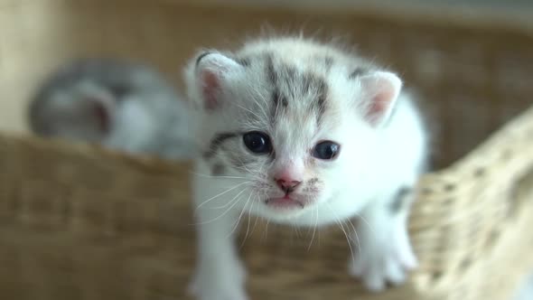 Cute Kittens Sitting In A Basket Slow Motion