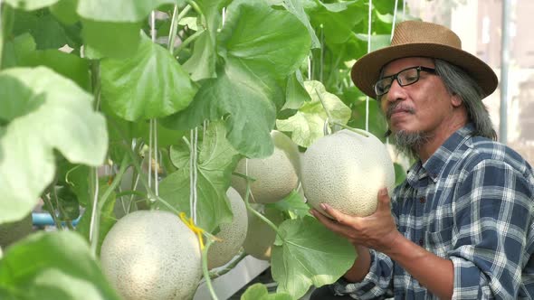 Gardener is harvesting melons in a greenhouse farm