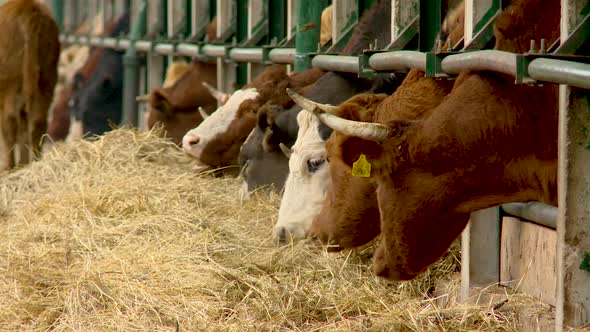 Cows eat in the barn, milk production