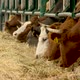 Cows eat in the barn, milk production - VideoHive Item for Sale