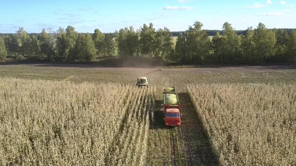 Silage Corn Harvesting By Farmland Machine on Field