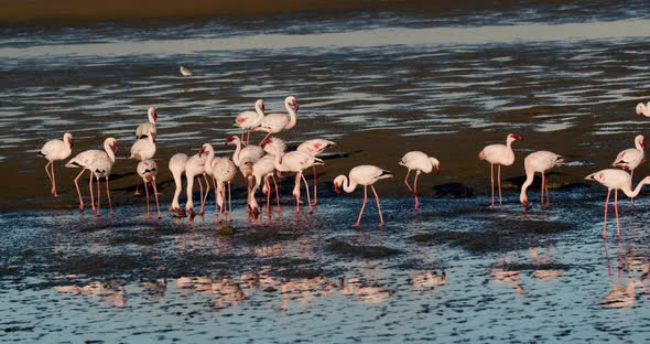 Flock of wild flamingos in the shallow waters of Atlantic ocean, Walvis Bay, 4k