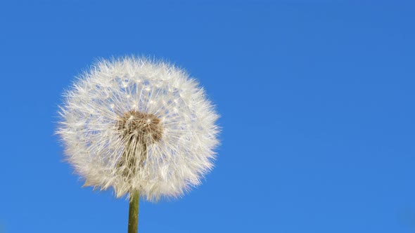 4K - White dandelion blossom. Fluffy seeds fly away with the wind