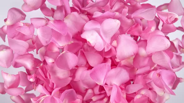 Super Slow Motion Shot of Flying Pink Rose Petals Towards Camera on White Background at 1000 Fps