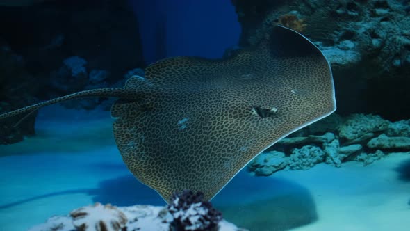 Stingray Swimming in a Shallow Sandy Slough