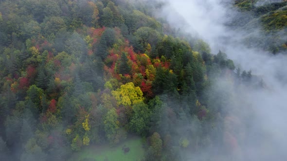 Colorful Autumn In The Foggy Forest Aerial